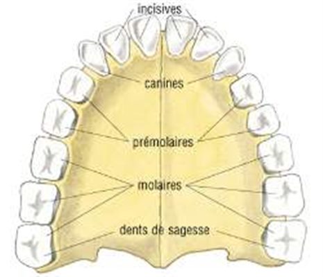 Dents