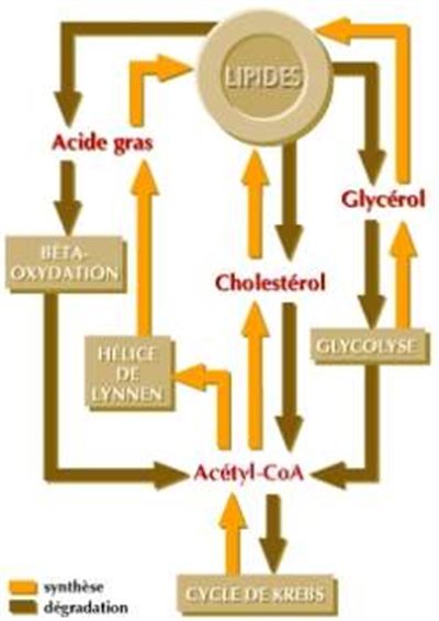 Métabolisme des lipides