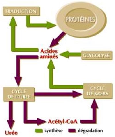 Métabolisme des protides