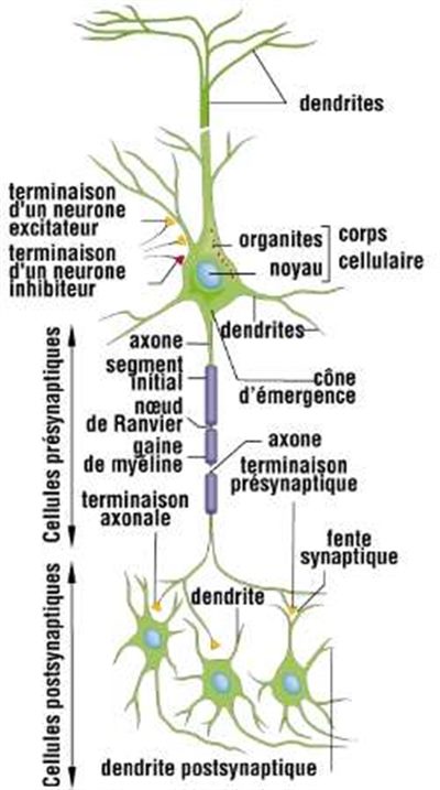 Conduction nerveuse