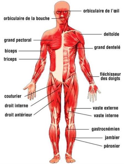 Électromyogramme