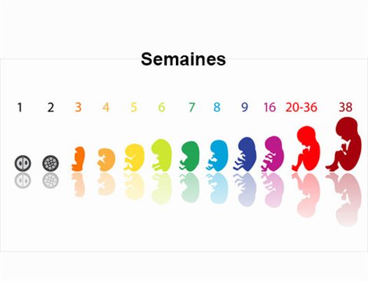 Croissance foetale