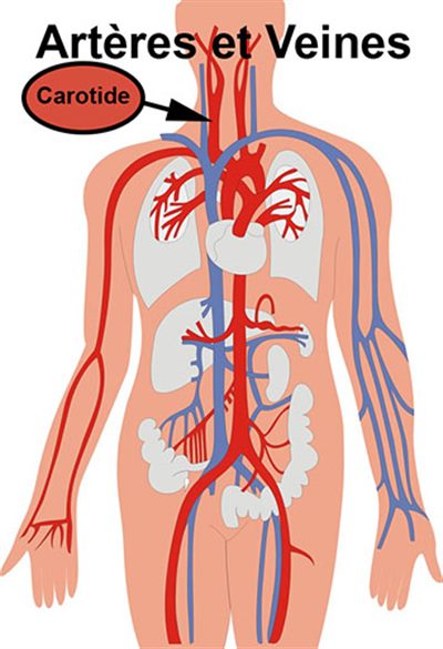 Carotide