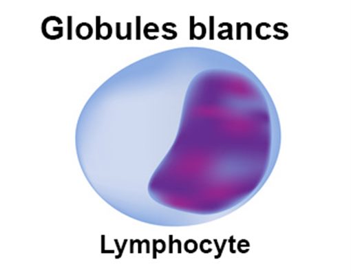 Lymphopénie