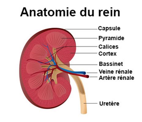 Abcès du rein