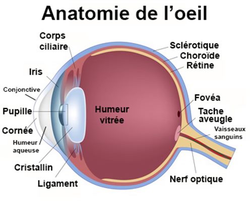 Maladies de l'oeil