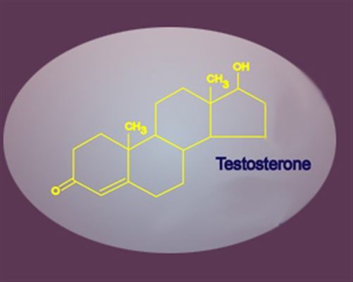 Testostérone