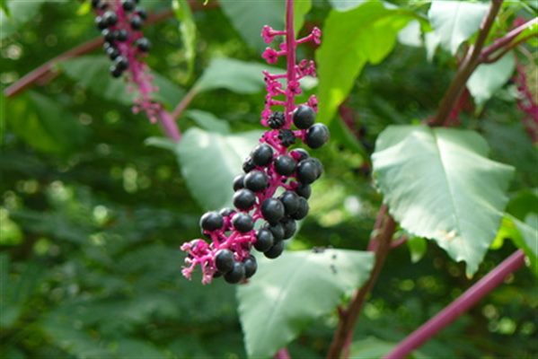 Phytolacca (homéopathie)