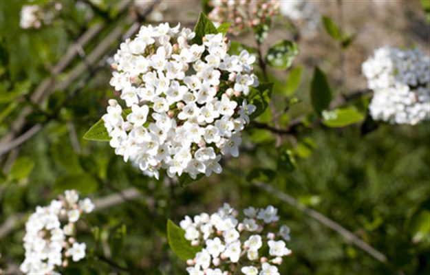 Viburnum (homéopathie)