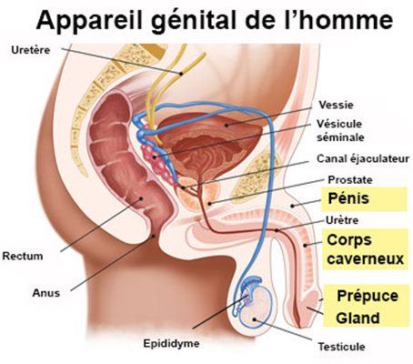 Fracture des corps caverneux