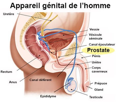 Prostate