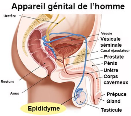 Orchy-épididymite