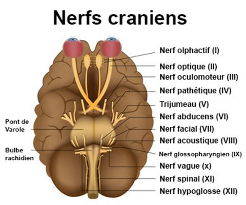 Nerfs crâniens