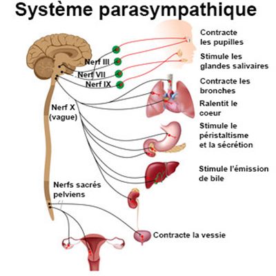 Dystonie neurovégétative