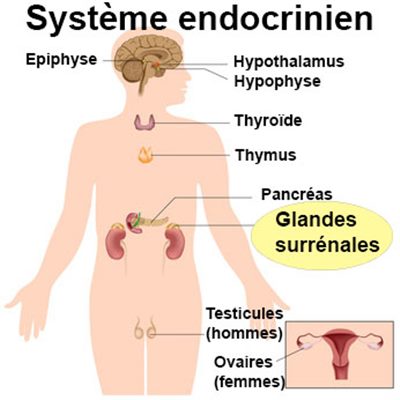 Glande surrénale