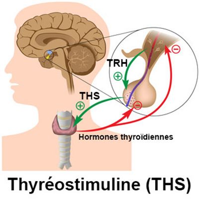 Thyréostimuline