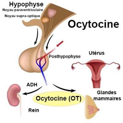 Ocytocine