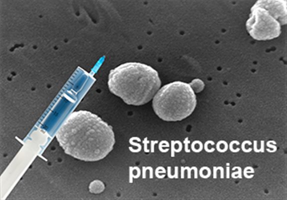 Vaccin anti-pneumococcique