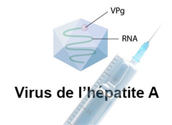 Vaccin contre l'hépatite A