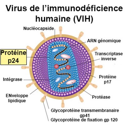 Antigénémie p24