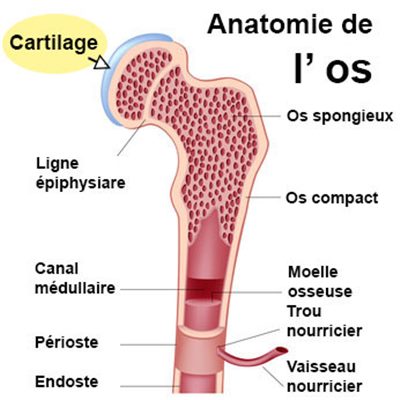 Cartilage