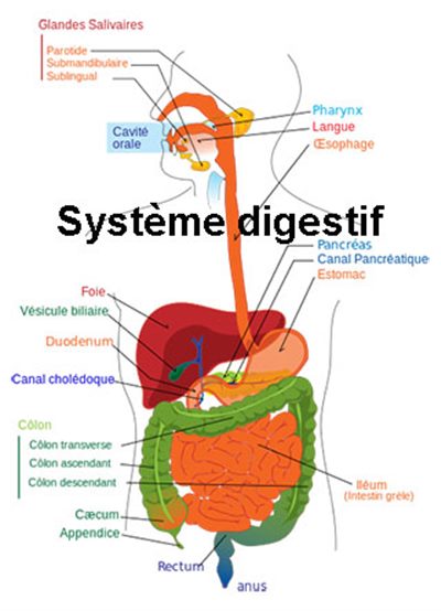 Médicaments pour la digestion