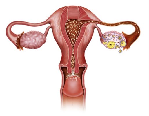 Tests de fertilité