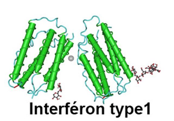 Interféron