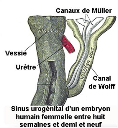 Hormone anti mullérrienne