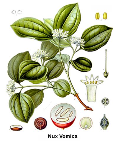 Nux vomica (homéopathie)