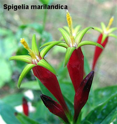 Spigelia (homéopathie)