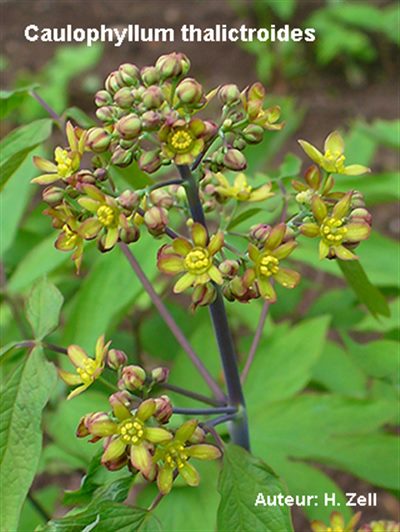 Caulophyllum  (homéopathie)