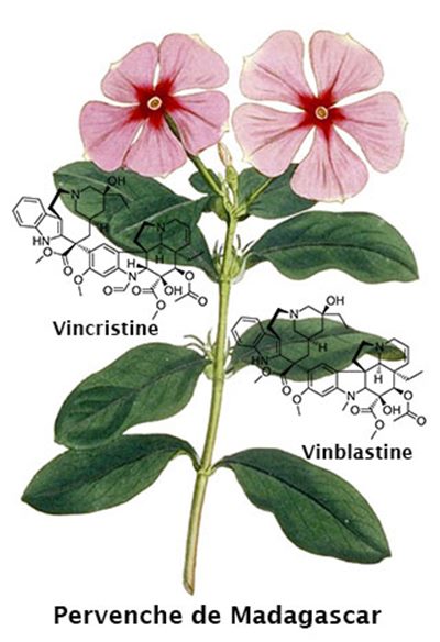 Poisons du fuseau