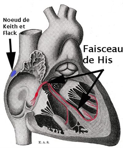 Exploration du faisceau de His