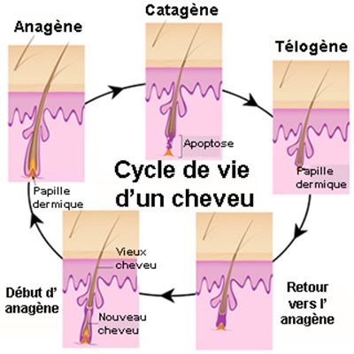 Cycle de vie d'un cheveu