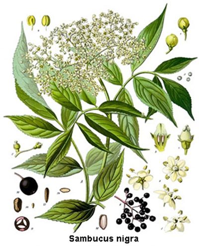 Sambucus (homéopathie)