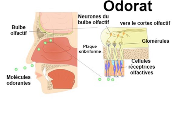 Odorat