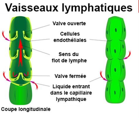 Vaisseaux lymphatiques