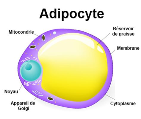 Adipocytes