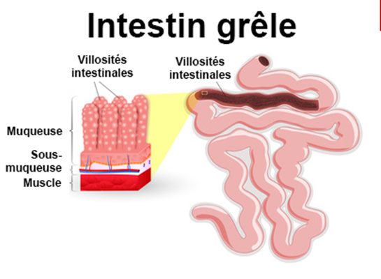 Intestins